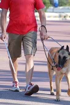 Un homme déficient visuel utilisant une canne est accompagné de son chien guide d'aveugle