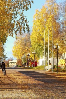 Une rue de Skelleftea en automne avec les feuilles des arbres jaunes et un cycliste